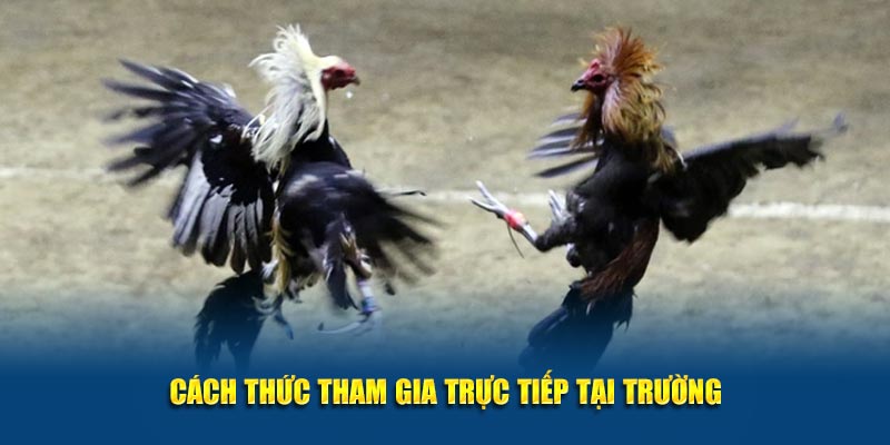 Gà Chọi C1 Thomo Jun88: Đấu Trường Kịch Tính Cho Người Đam Mê 4 Cách thức tham gia trực tiếp tại trường