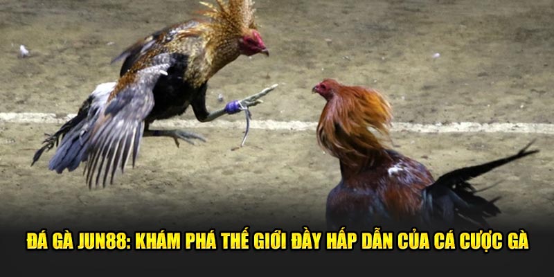 Đá gà Jun88: Khám Phá Thế Giới Đầy Hấp Dẫn Của Cá Cược 1 Da Ga Jun88 Kham Pha The Gioi Day Hap Dan Cua Ca Cuoc Ga 2