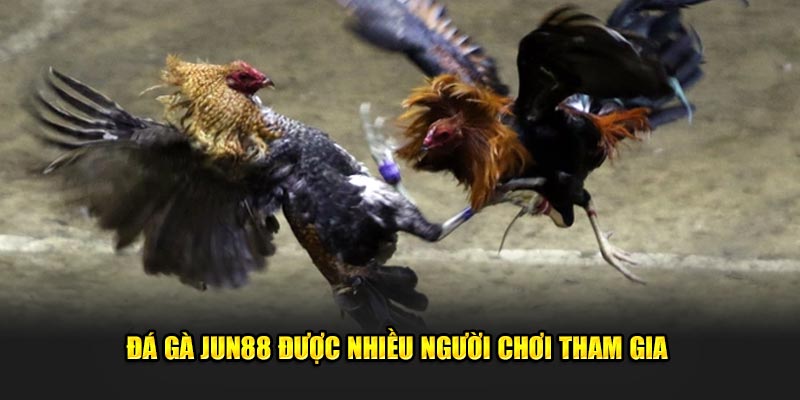 Đá gà Jun88: Khám Phá Thế Giới Đầy Hấp Dẫn Của Cá Cược 2 Đá gà Jun88 được nhiều người chơi tham gia