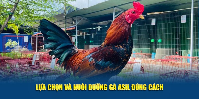 Giống Gà Asil Mạnh Mẽ và Đặc Sắc Tại Jun88 – Khám Phá Ngay 5 Lựa chọn và nuôi dưỡng gà Asil đúng cách