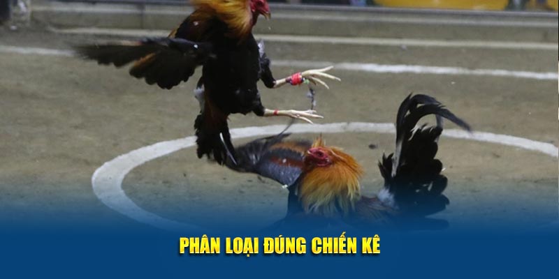 Gà Chọi C1 Thomo Jun88: Đấu Trường Kịch Tính Cho Người Đam Mê 3 Phân loại đúng chiến kê