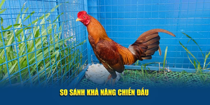 Giống Gà Asil Mạnh Mẽ và Đặc Sắc Tại Jun88 – Khám Phá Ngay 4 So sánh khả năng chiến đấu