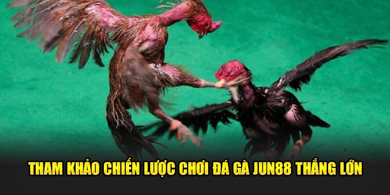 Đá gà Jun88: Khám Phá Thế Giới Đầy Hấp Dẫn Của Cá Cược 4 Tham khảo chiến lược chơi để thắng lớn
