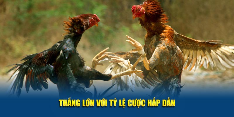 Gà Chọi C1 Thomo Jun88: Đấu Trường Kịch Tính Cho Người Đam Mê 5 Thắng lớn với tỷ lệ cược hấp dẫn
