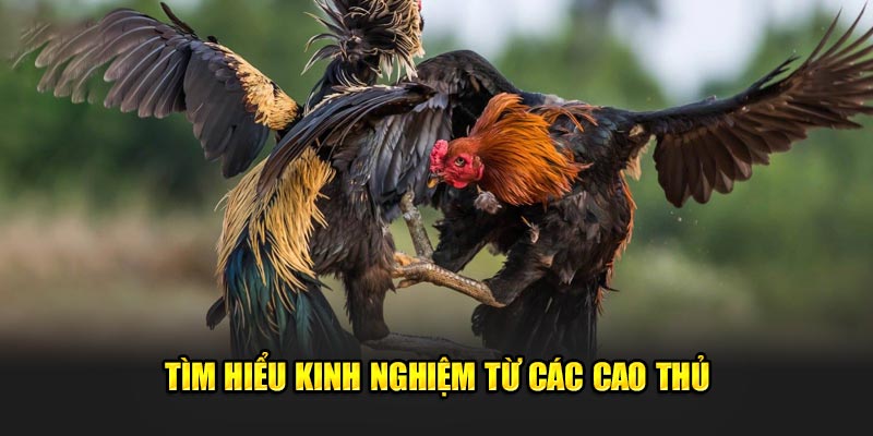 Đá gà Jun88: Khám Phá Thế Giới Đầy Hấp Dẫn Của Cá Cược 5 Khám phá thêm một vài kinh nghiệm từ các cao thủ