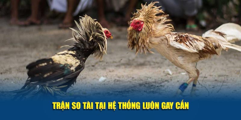 Gà Chọi C1 Thomo Jun88: Đấu Trường Kịch Tính Cho Người Đam Mê 2 Trận so tài tại hệ thống luôn gay cấn