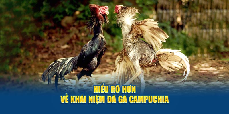 Đá Gà Campuchia - Trải Nghiệm Phút Giây Nghẹt Thở Tại Jun88 2 Hiểu rõ hơn về khái niệm đá gà Campuchia