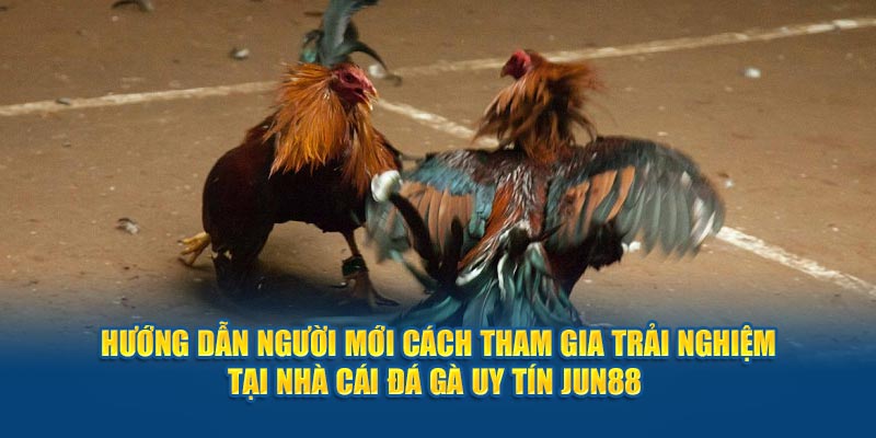 Jun88 - Nhà Cái Đá Gà Uy Tín, Chất Lượng Top 1 Việt Nam 2024 5 Hướng dẫn người mới cách tham gia trải nghiệm tại nhà cái đá gà uy tín Jun88