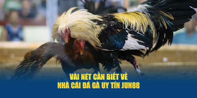 Jun88 - Nhà Cái Đá Gà Uy Tín, Chất Lượng Top 1 Việt Nam 2024 2 Vài nét cần biết về nhà cái đá gà uy tín Jun88